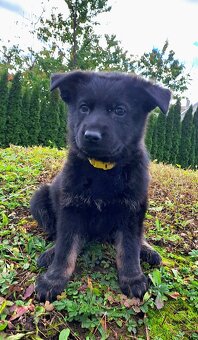 Německý ovčák - štěňata - 8