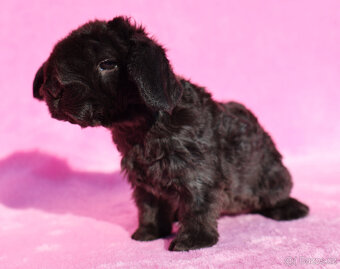 Zakrslý rex beránek , samička s VP . - 8