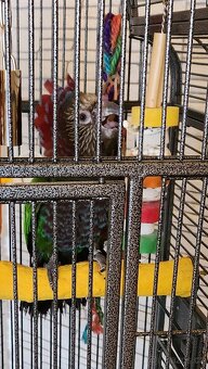 Amazoňan vějířový - 8