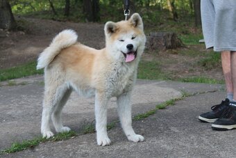 Akita s PP - 8