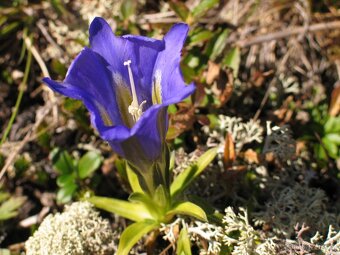 Prodám skalničky,trvalky a zahr.orchideje. - 8
