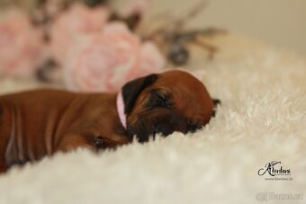 Rhodesian Ridgeback - 8
