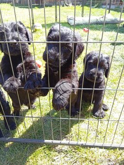 Knírač velký černý - štěňátka s PP - 8