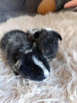 Morče US Teddy / morčata 1x samec 1x samička - 8