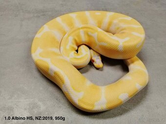 Krajta královská subadult a adult - 8