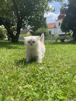 Prodám Perská koťátka - 8