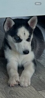 Husky štěne fenka. - 8