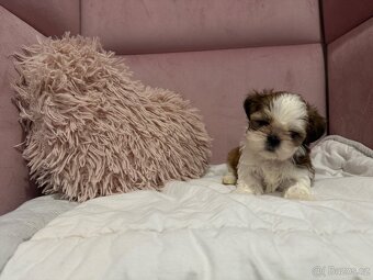 Shih tzu s PP, shih-tzu, Shi tzu, si cu, si tzu - 8
