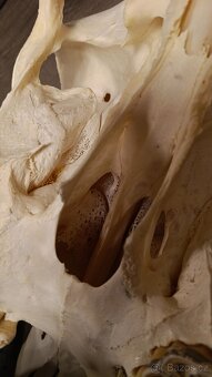 Žirafa Rothschildova - trofej, lebka - 8