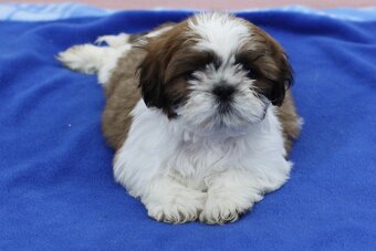Shih-tzu, Shih tzu, si cu bez pp - 8