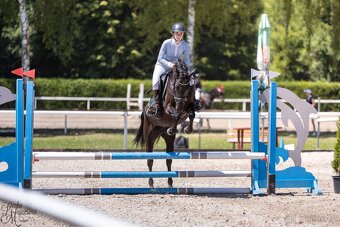 pony klisna kat. B - 8