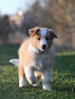 Border Collie / Border Kólia s PP - 8