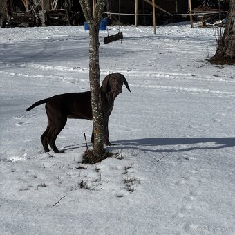 Německý krátkosrstý ohař - 8