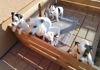 štěňata - Jack Russell teriér - 8
