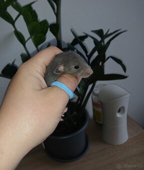 Potkan dumbo a klasik - 8