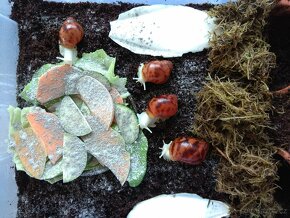 Africký šnek Archachatina Marginata Suturalis Dark body - 8