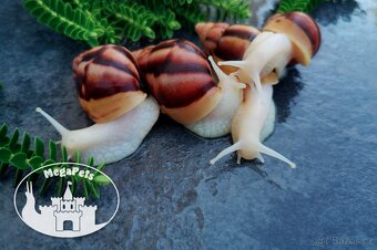 Africký šnek Lissachatina fulica albino body Snails - 8