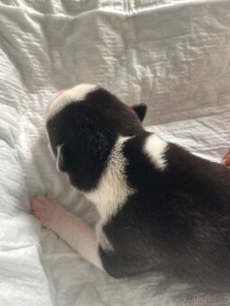 🐾 ŠTĚŇÁTKA HUSKY NA PRODEJ – HLEDÁME MILUJÍCÍ DOMOVY ❤️ - 8
