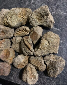 Zkameněliny - fosilie - 8