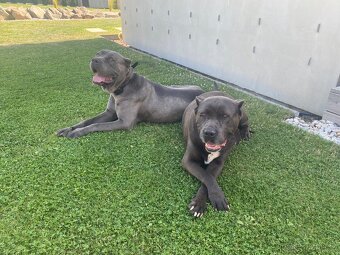 Bandog - 8