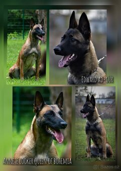 Belgický ovčák Malinois s PP - štěňata 8.týdnů - 8