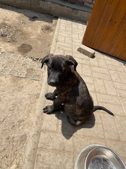 Stenatka X NO a Cane Corsa - 8