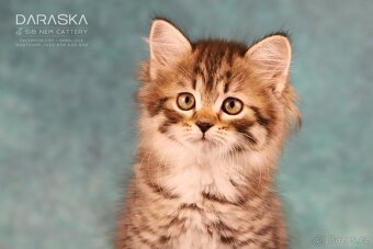 Sibiřská kočka - koťátka s PP - 8