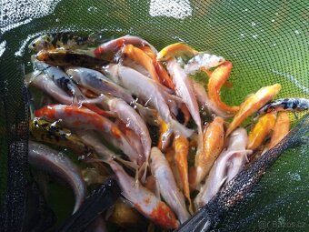 Koi kapříci - 8