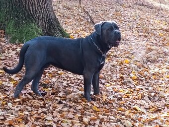 Cane CORSO - NABÍDKA KE KRYTÍ - 8