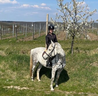 Charakterní kobyla ČT - 8