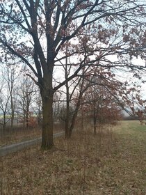 Větší soubor pozemků: Jenčice a Trnobrany. Okr. LTM, 1,6ha - 8