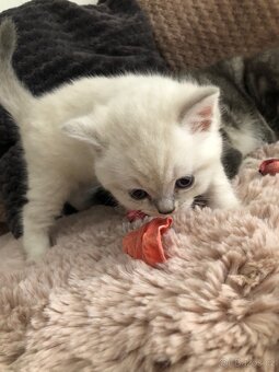 Čistokrevná britská krátkosrstá koťata po rodičích s PP - 8