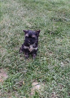 Jorkšírský teriér - 8