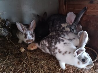 Mladé samice kříženky belgic. obra - 8