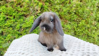 Zakrslý beránek, králíček, králík - PATRICIE - 8