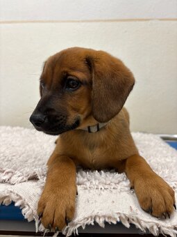 Štěňátko Freya hledá domov - 8