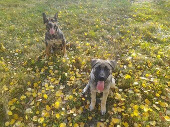 Daruji psa - fena - 8