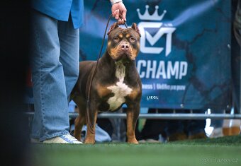 American bully XL - 8