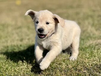 Zlatý Retriever šteniatka s PP - 8