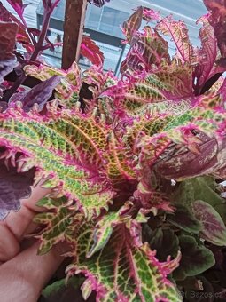 Coleus - 8