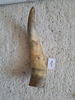 různé paroží a rohy - 8