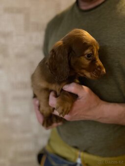 Jezevčík dlouhosrstý trpasličí - 8