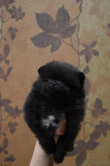 Pomeranian s PP fenka - 8