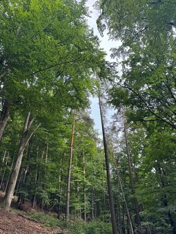 Prodám lesní pozemky v k.ú. Bohutín nad Moravou - 8