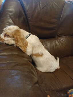 Anglický kokršpaněl barevný pejsek - 8