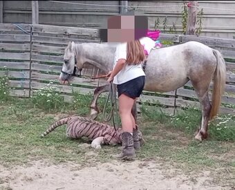 Welsh Mountain Pony - 8