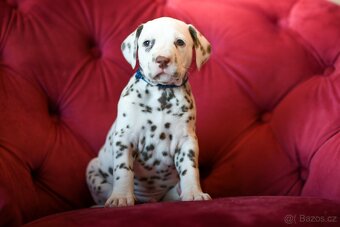 Dalmatin s PP - 8