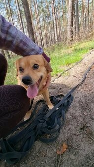 PINGI K ADOPCI - akční veselý mazel, vhodný k dětem - 8