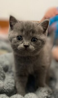Продаю британських кошенят - 8