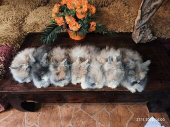 Teddy králíčci zakrslí dlouhosrstí - 8